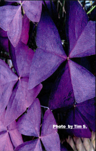 card_TS_purple