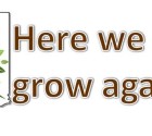 Image Here We Grow Again Header (CCC)