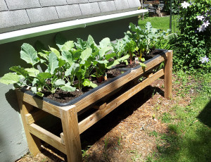 Image: Bucket List Raised Garden Bed-Growing