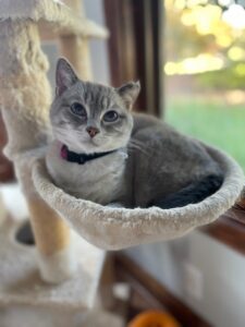 Keenan Pruett's cat Georgia.