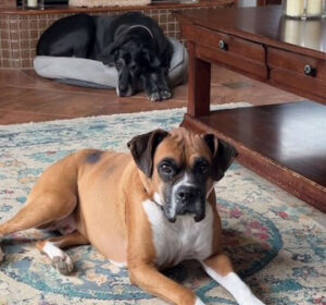 Keenan Pruett's dogs Howie and Matilda.