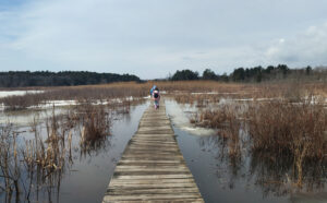 Two people walking on a boardwalk over a marsh.